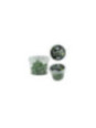 DIABLO GOLOSO - 20 CARAMELLE PER PENE AROMA CANNABIS