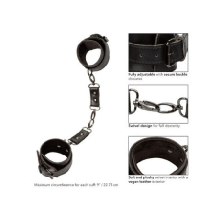 CALEXOTICS - EUPHORIA POLSINI